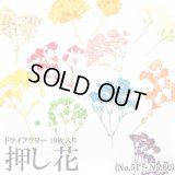 押し花 ドライフラワー （51-60・147） 10枚入り