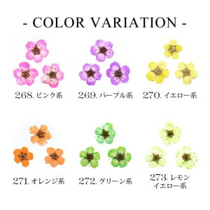 画像2: 押し花 ドライフラワー コデマリ グラデーション カラー 10枚 ケース入り 268-275