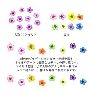 画像4: 押し花 ドライフラワー コデマリ グラデーション カラー 10枚 ケース入り 268-275